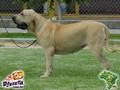 In Memorian - Fila Brasileiro Dourado - Canil singular - Candinha